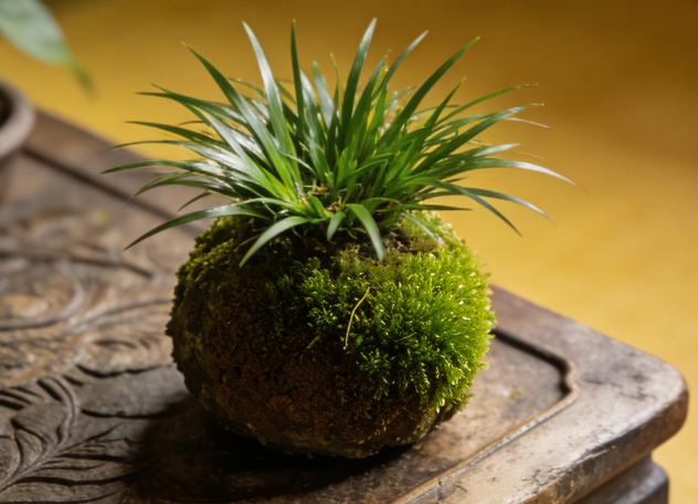 菖蒲雅韵·苔玉球制作